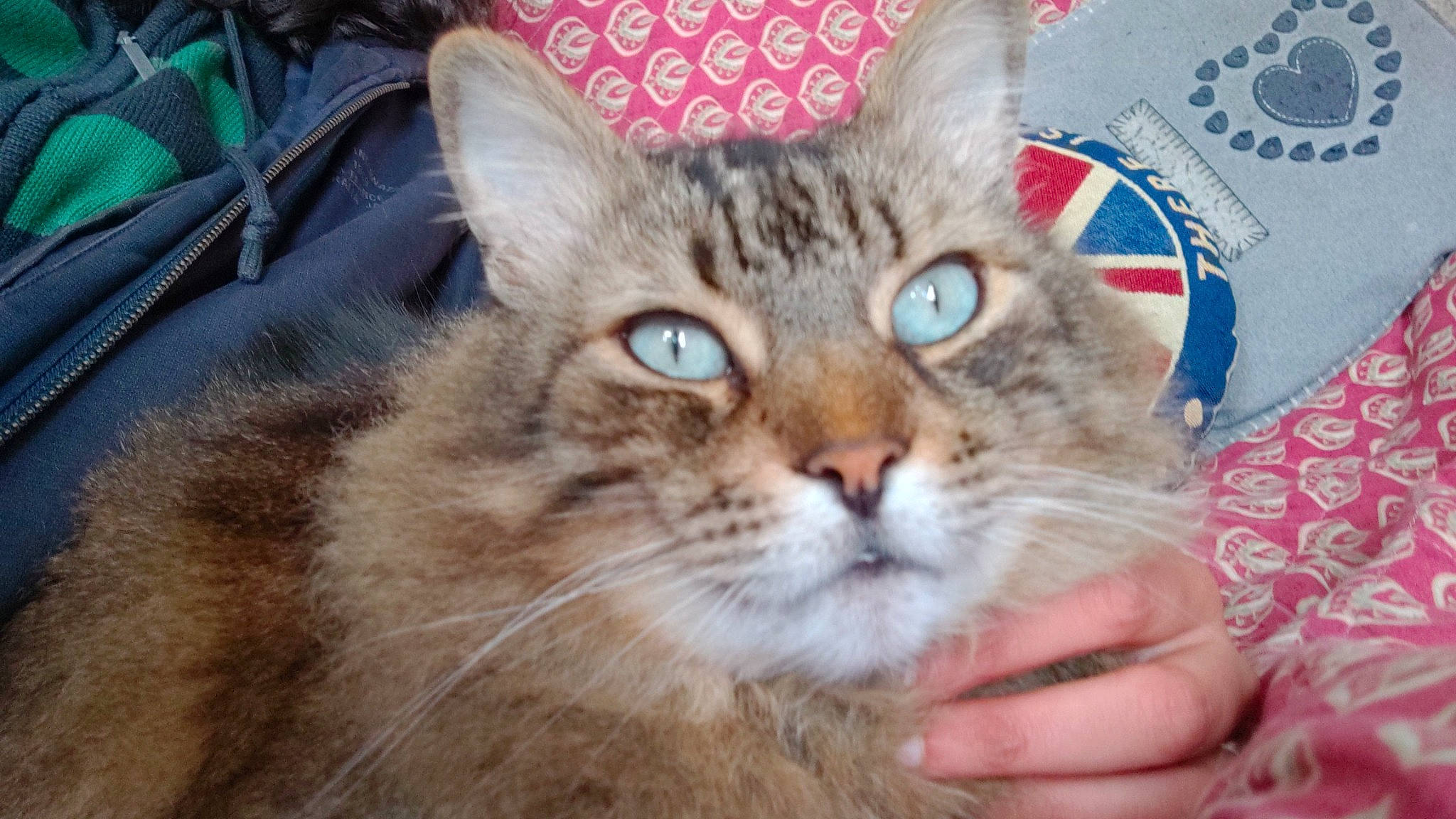 Chabada is registered to the contest to win money with this photo: carnivore, cat, domestic_short_haired_cat, felidae, fur, small_to_medium_sized_cats, snout, terrestrial_animal, whiskers