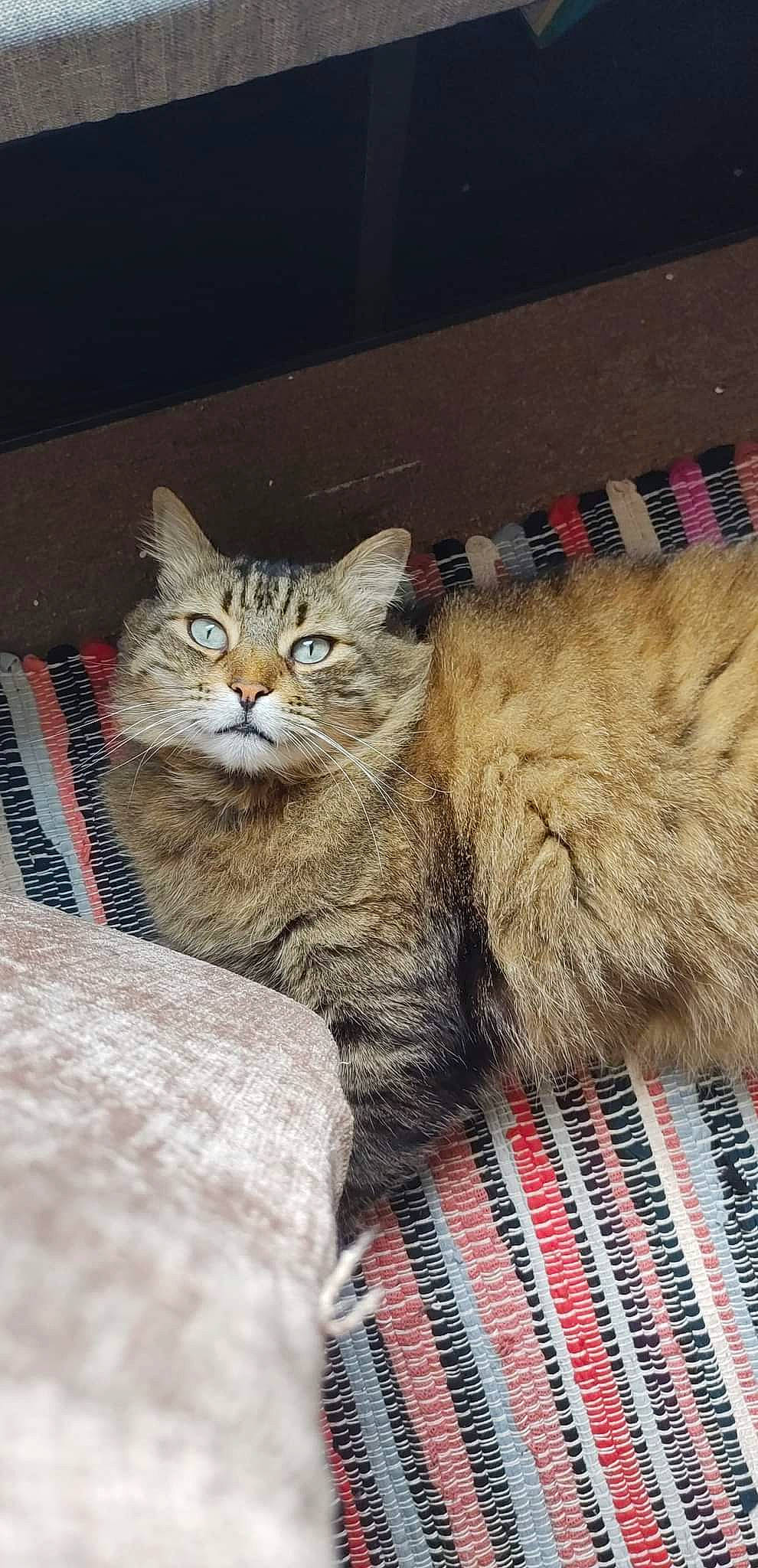 Chabada is registered to the contest to win money with this photo: carnivore, cat, claw, domestic_short_haired_cat, fawn, felidae, fur, sitting, small_to_medium_sized_cats, snout, tail, terrestrial_animal, whiskers, wildlife, window