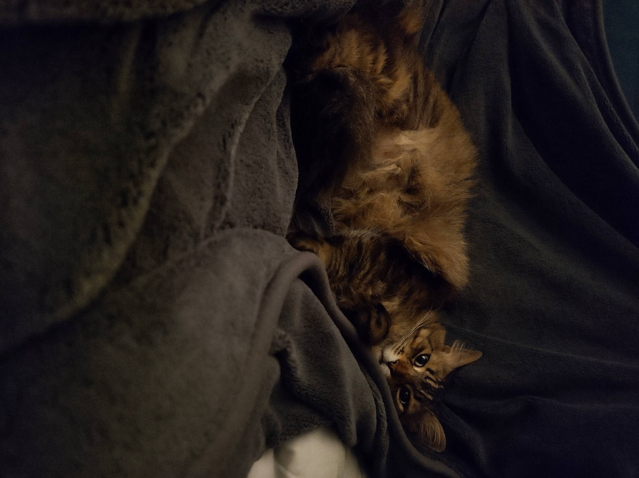 Chabada is registered to the contest to win money with this photo: bedding, carnivore, cat, comfort, darkness, domestic_short_haired_cat, fawn, felidae, fur, grey, linens, night, pattern, room, sleep, small_to_medium_sized_cats, still_life_photography, tints_and_shades, whiskers, wood