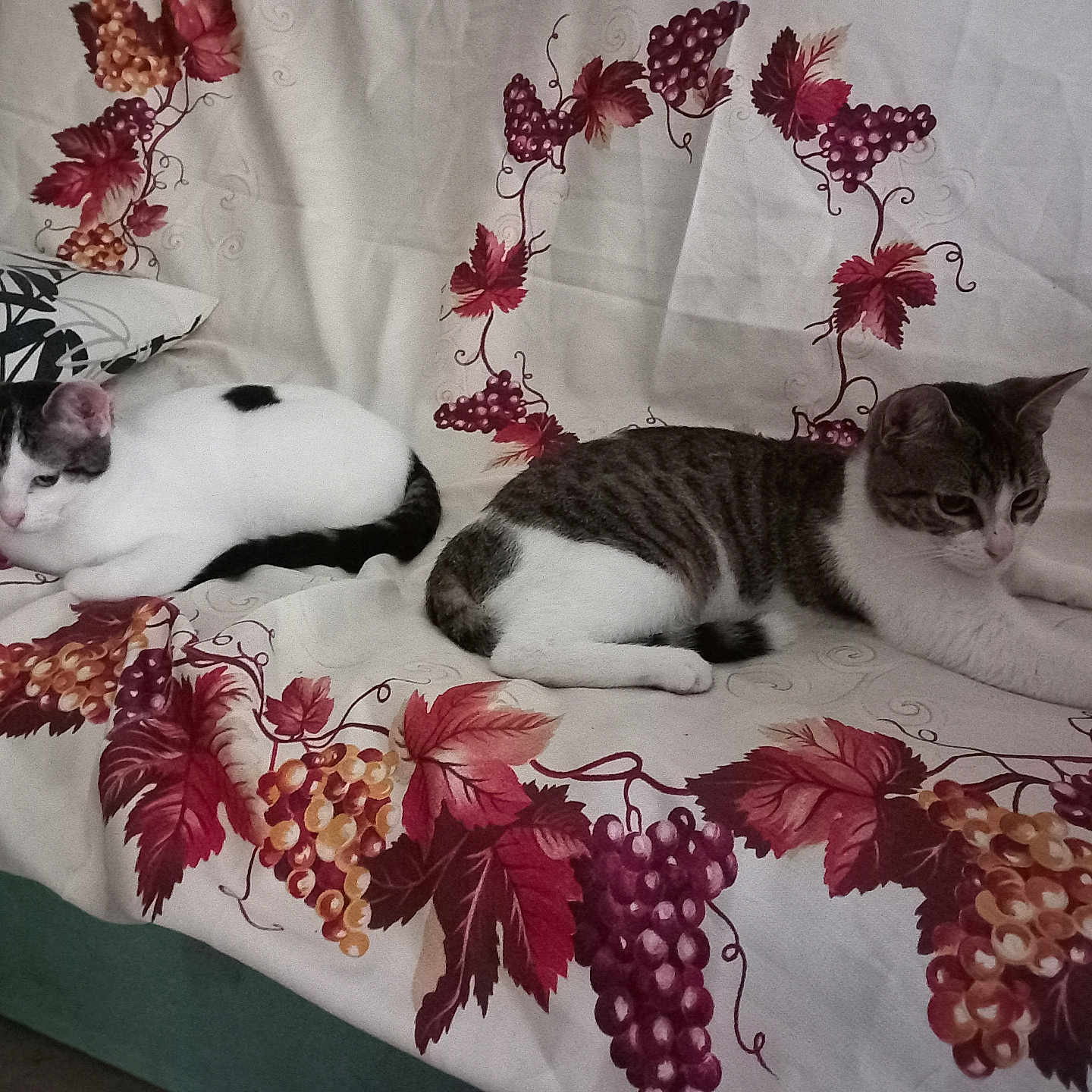 Oreo Et Mimy participe au concours pour gagner de l'argent avec cette photo : animal, cat, cats, couch, decor, domestic, fabric, feline, grapevine, home, indoor, leaf, pattern, pet, relaxing, resting, sofa, striped_cat, two_cats, white_cat