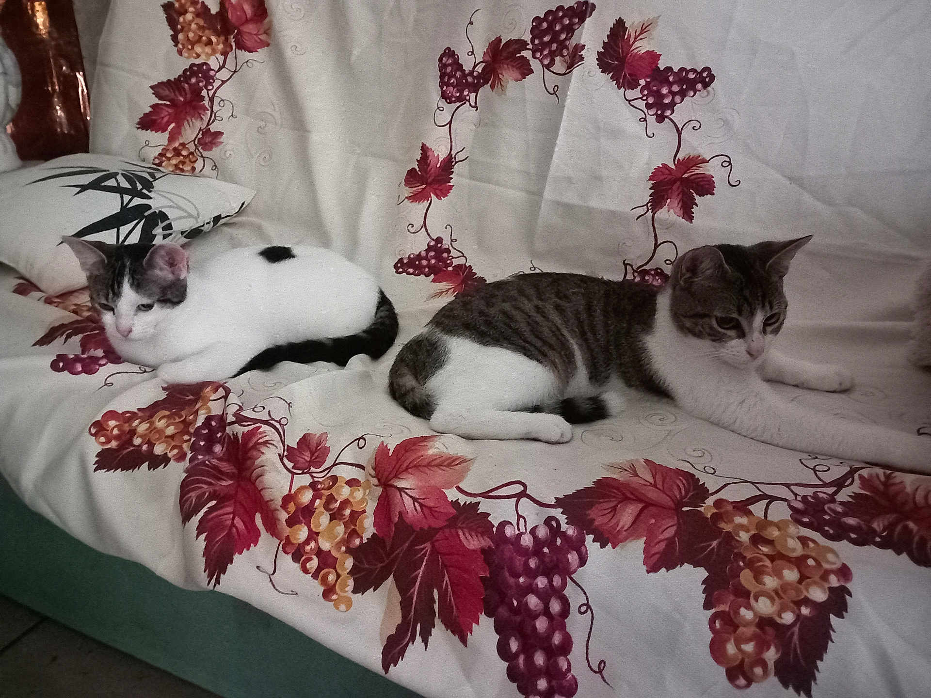 Oreo Et Mimy participe au concours pour gagner de l'argent avec cette photo : cat, cats, sofa, couch, indoor, resting, pet, animal, feline, striped_cat, white_cat, decor, fabric, pattern, grapevine, leaf, relaxing, domestic, two_cats, home