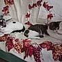 cat, cats, feline, pet, indoor, sofa, couch, fabric, pattern, grapevine, vine, leaf, white, gray, striped, relaxed, resting, animal, domestic, cute