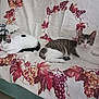 Oreo Et Mimi participe au concours pour gagner de l'argent avec cette photo : cat, cats, feline, domestic, couch, sofa, grapevine_pattern, white_cat, tabby_cat, resting, relaxed, indoor, pet, animal, fur, whiskers, ears, tail, pillow, home