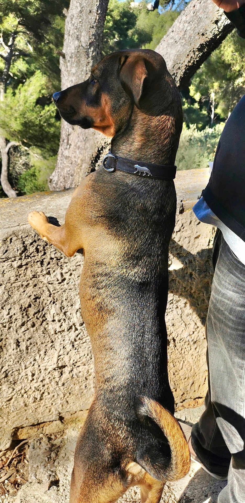 Mayko participe au concours pour gagner de l'argent avec cette photo : dog, outdoor, nature, tree, forest, collar, pet, animal, sunlight, person, jeans, stone, paw, tail, brown, black, canine, standing, side_view, companion