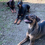 Mayko a rejoint le concours — aidez-le/la à gagner de superbes lots ! dog, doberman, outdoor, grass, fence, pets, canine, animal, playful, happy, tongue_out, resting, alert, sunlight, yard, nature, three_dogs, brown, black, ears_up