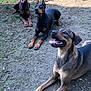 dog, doberman, outdoor, grass, fence, pets, canine, animal, playful, happy, tongue_out, resting, alert, sunlight, yard, nature, three_dogs, brown, black, ears_up