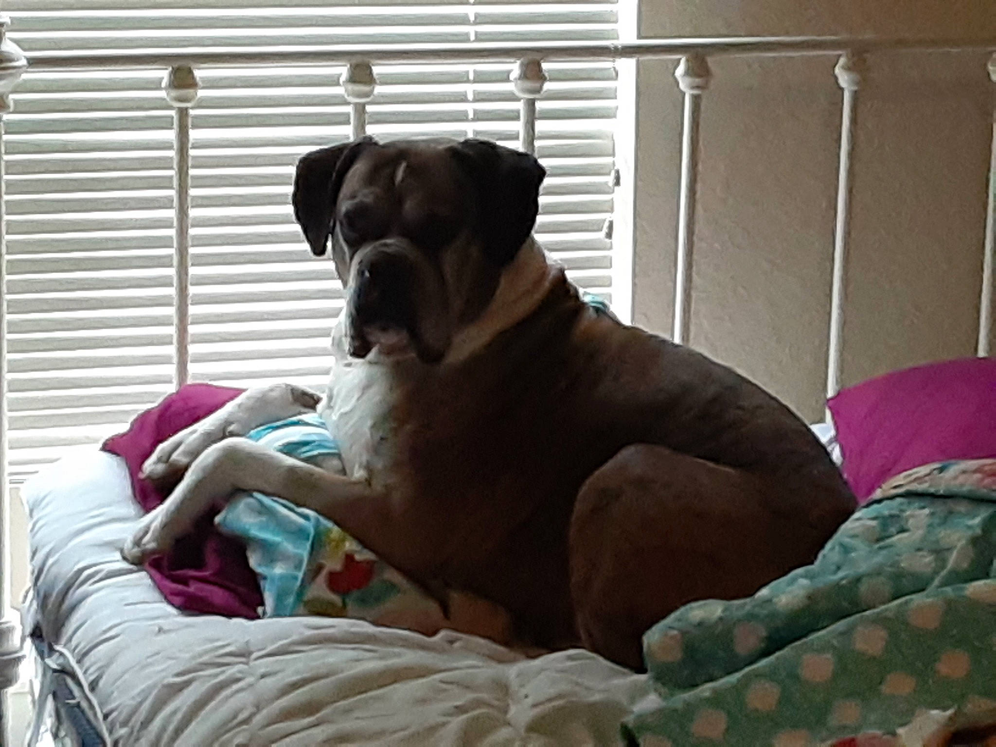 Zues joined the competition — help win amazing prizes! bed, bedding, boxer, canidae, carnivore, comfort, companion_dog, dog, dog_breed, dog_supply, fawn, linens, liver, pet_supply, snout, sporting_group, window_covering, window_treatment, working_animal, working_dog