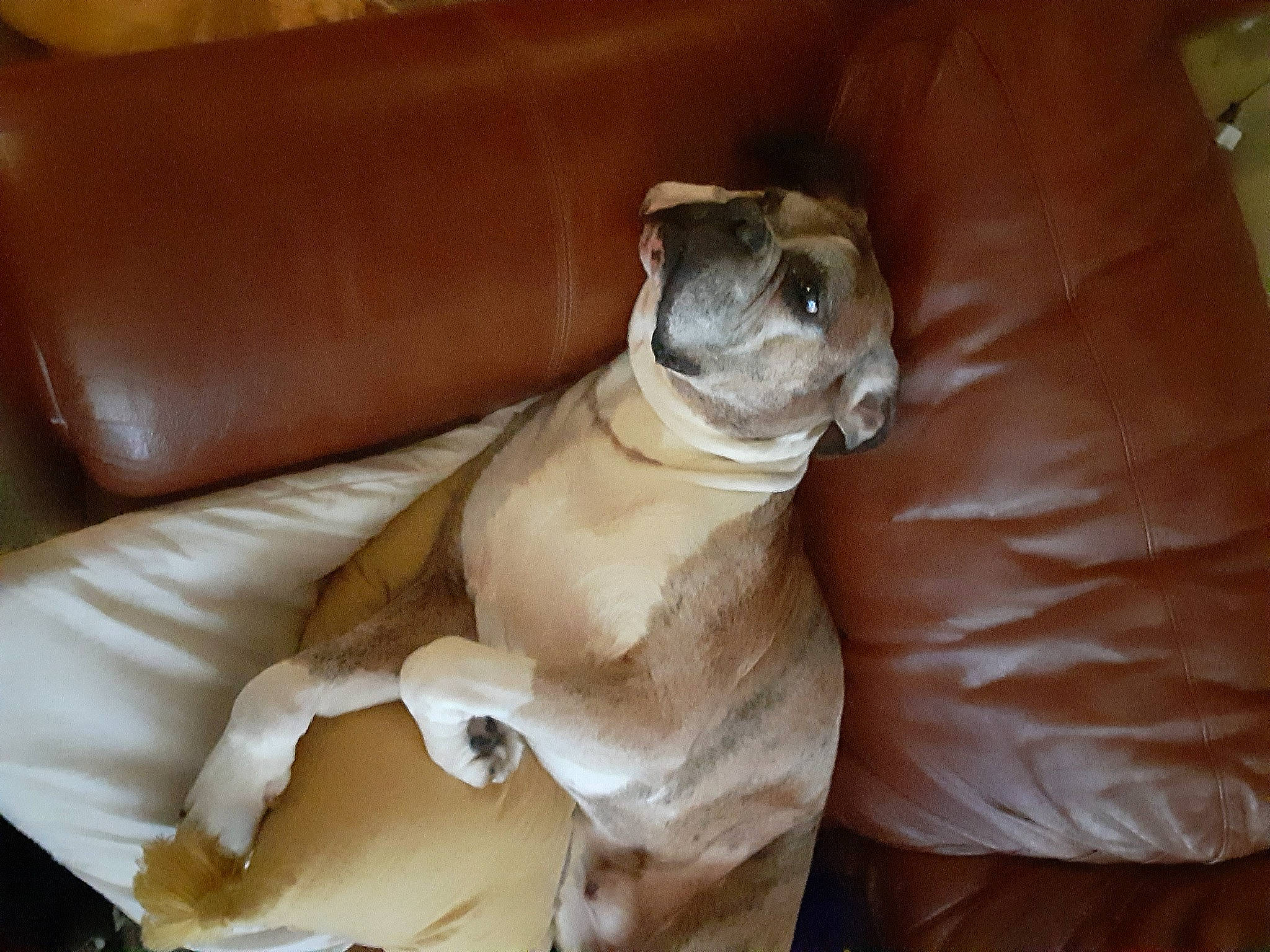 Zues is registered to the contest to win money with this photo: bulldog, canidae, carnivore, comfort, companion_dog, couch, dog_breed, fawn, felidae, nail, paw, sporting_group, tail, terrestrial_animal, toy_dog, whiskers, wood, wrinkle