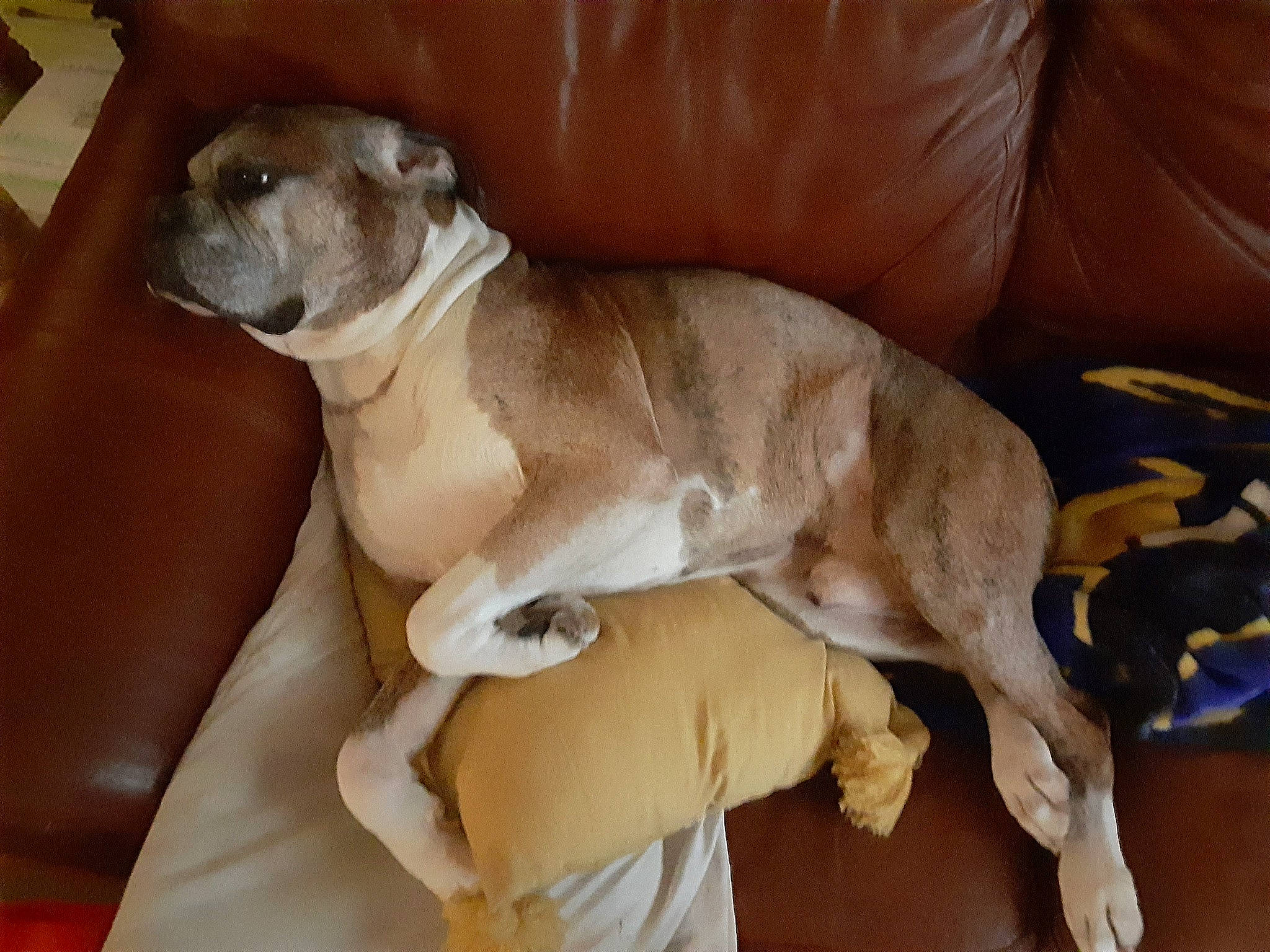 Zues is registered to the contest to win money with this photo: ancient_dog_breeds, canidae, carnivore, comfort, companion_dog, dog, dog_breed, fawn, non_sporting_group, paw, pet_supply, sleeper_chair, snout, sporting_group, tail, terrestrial_animal, toy_dog, whiskers, working_animal, wrinkle