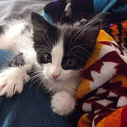 Nox is registered to the contest to win money with this photo: kitten, cat, black_and_white, furry, cute, pet, animal, whiskers, paw, curious, indoor, blanket, colorful, patterned, denim, resting, closeup, young, soft, cozy