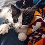 kitten, cat, black_and_white, furry, cute, pet, animal, whiskers, paw, curious, indoor, blanket, colorful, patterned, denim, resting, closeup, young, soft, cozy