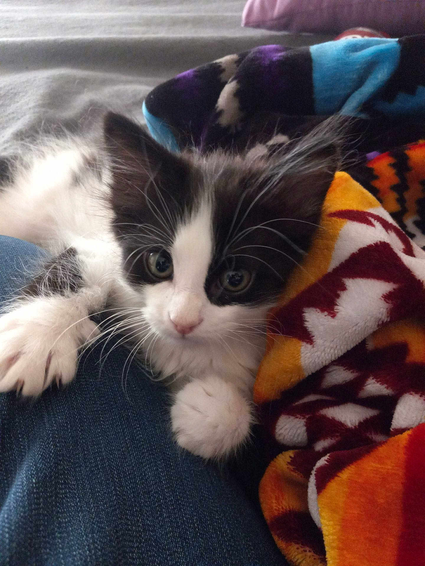 Nox is registered to the contest to win money with this photo: kitten, cat, black_and_white, furry, cute, pet, animal, whiskers, paw, curious, indoor, blanket, colorful, patterned, denim, resting, closeup, young, soft, cozy