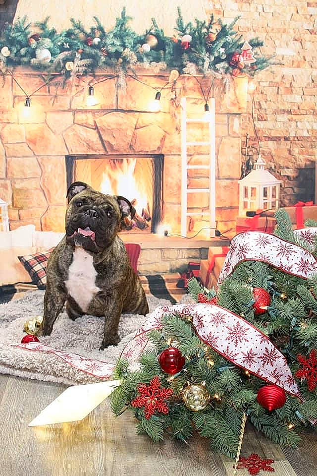 Eilish joined the competition — help win amazing prizes! canidae, carnivore, christmas, christmas_decoration, christmas_eve, christmas_ornament, companion_dog, conifer, dog, dog_breed, holiday, holiday_ornament, interior_design, non_sporting_group, ornament, pug, snout, sporting_group, toy_dog, working_animal