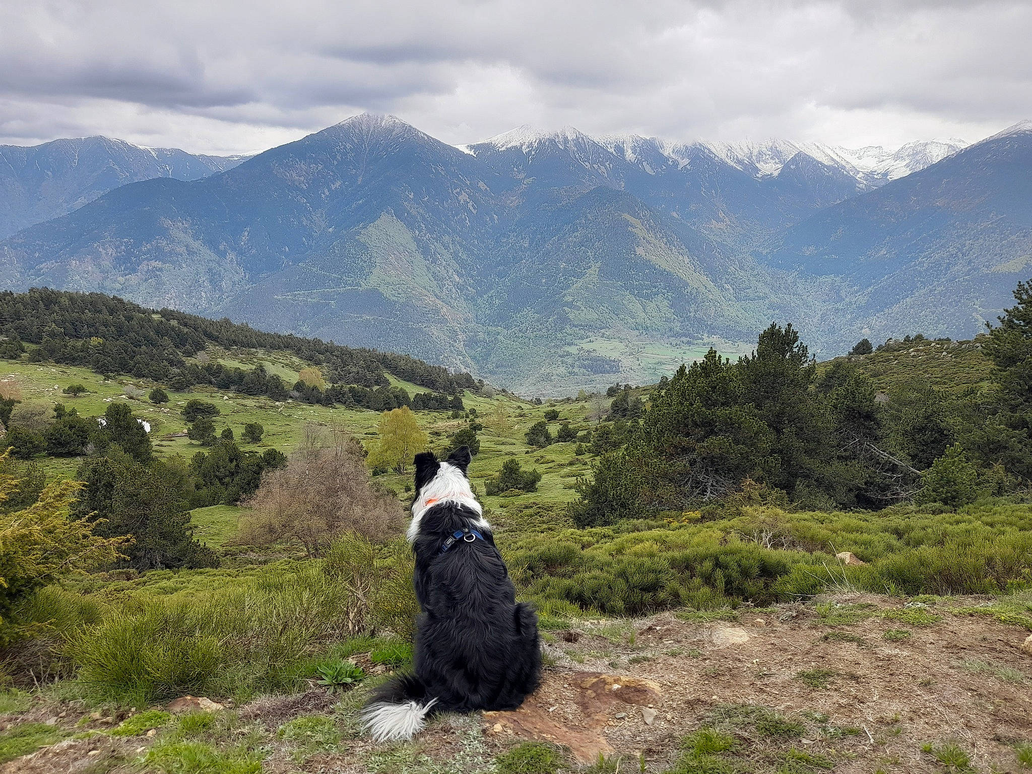Chuck a rejoint le concours — aidez-le/la à gagner de superbes lots ! carnivore, cloud, cumulus, dog, dog_breed, grass, grassland, hill, landscape, mountain, mountain_range, natural_landscape, pasture, plant, recreation, ridge, sky, tree, vertebrate, walking