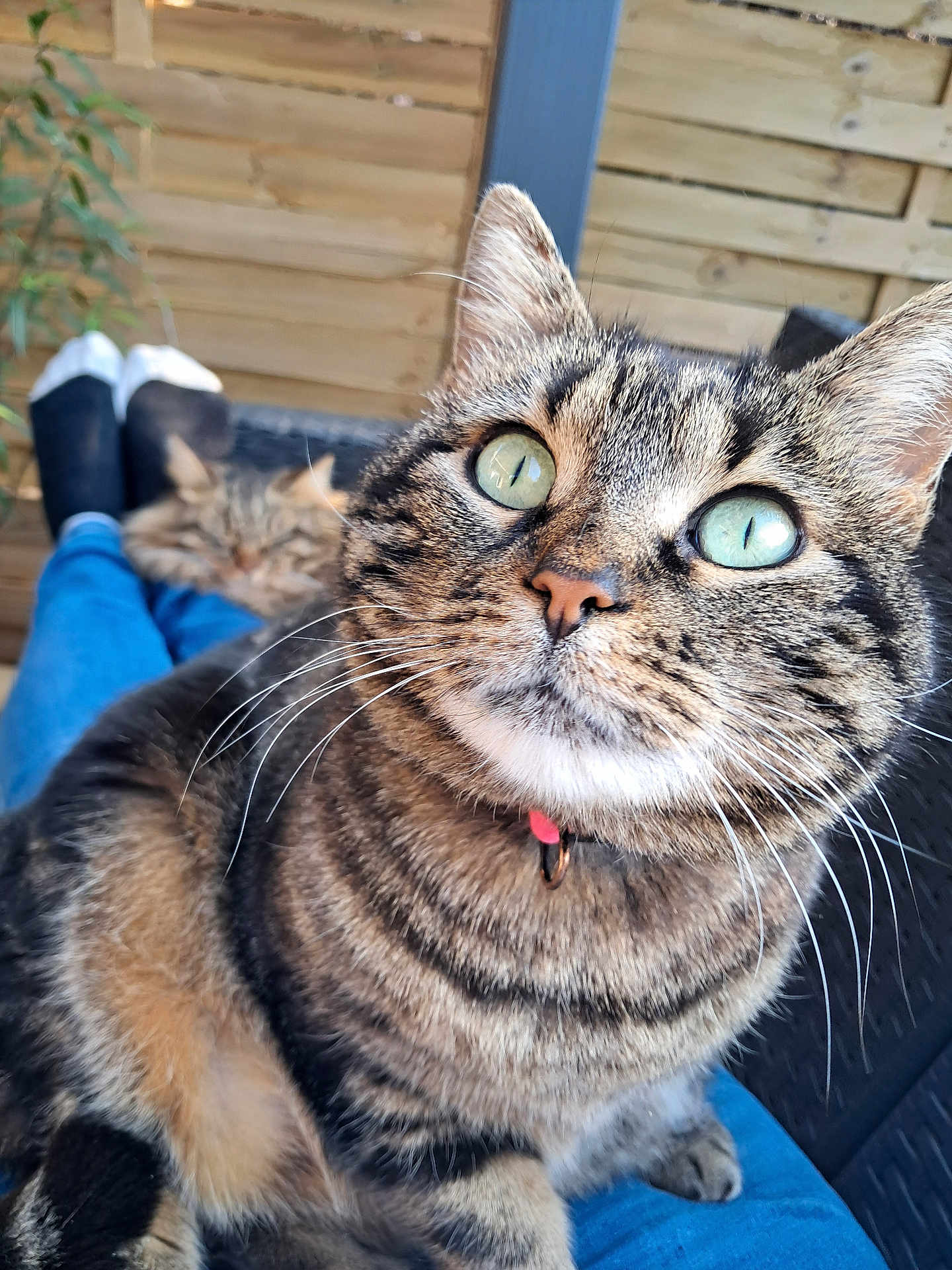 Bella