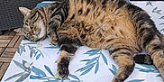 Bella a rejoint le concours — aidez-le/la à gagner de superbes lots ! cat, chair, cozy, domestic_cat, fur, furniture, garden, nap, outdoor, patio, pattern, paws, relaxed, resting, sleeping, sunlight, tabby, table, tablecloth, whiskers
