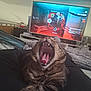 cat, tabby_cat, yawning, pet, lap, person, television, video_game, game_menu, living_room, blanket, furniture, indoor, relaxation, screen, electronics, home, cozy, animal, mouth_open
