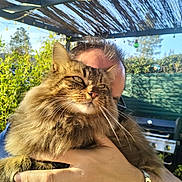 Lenny participe au concours pour gagner de l'argent avec cette photo : barbecue, cat, closeup, face, fence, fluffy, garden, greenery, hand, holding, outdoor, pergola, person, pet, relaxation, ring, sunlight, tabby, watch, whiskers