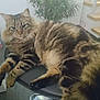 cat, tabby, fluffy, indoor, chair, pet, animal, feline, relaxed, resting, fur, whiskers, stairs, plant, home, domestic, brown, black, striped, cozy