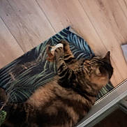 Lenny a rejoint le concours — aidez-le/la à gagner de superbes lots ! cat, tabby_cat, mat, toy, wooden_floor, indoor, pet, feline, striped, paw, relaxed, cozy, home, domestic_animal, sleepy, fur, animal, window, glass_door, floor