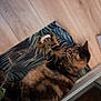 cat, tabby_cat, mat, toy, wooden_floor, indoor, pet, feline, striped, paw, relaxed, cozy, home, domestic_animal, sleepy, fur, animal, window, glass_door, floor