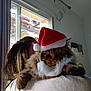 Lenny a rejoint le concours — aidez-le/la à gagner de superbes lots ! animal, brown_cat, cat, christmas, closeup, costume, cute, decorations, domestic_cat, festive, fluffy, furry, holiday, indoor, person, pet, relaxed, santa_hat, shoulder, window