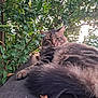 cat, tabby, fluffy, outdoor, leaves, greenery, sky, rooftop, tile, animal, pet, fur, whiskers, relaxed, nature, tree, wildlife, closeup, mammal, resting