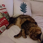 Lenny participe au concours pour gagner de l'argent avec cette photo : cat, tabby, sleeping, couch, pillow, decorative_pillow, holiday_theme, leaf_pattern, furniture, indoor, pet, resting, furry, cozy, relaxed, home, soft, blanket, living_room, animal