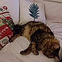 cat, tabby, sleeping, couch, pillow, decorative_pillow, holiday_theme, leaf_pattern, furniture, indoor, pet, resting, furry, cozy, relaxed, home, soft, blanket, living_room, animal