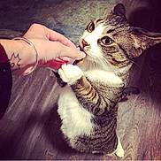 Zoey is registered to the contest to win money with this photo: animal, bracelet, brown_fur, cat, close_up, curious, cute, domestic_animal, feline, floor, hand, indoor, paws, pet, striped_fur, tabby_cat, tattoo, treat, white_fur, wooden_floor