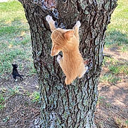 Opi is registered to the contest to win money with this photo: kitten, cat, tree, climbing, outdoor, grass, nature, animal, young_cat, orange_cat, black_cat, paw, fur, adventure, playful, daylight, texture, bark, ground, exploration