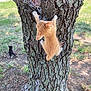 kitten, cat, tree, climbing, outdoor, grass, nature, animal, young_cat, orange_cat, black_cat, paw, fur, adventure, playful, daylight, texture, bark, ground, exploration