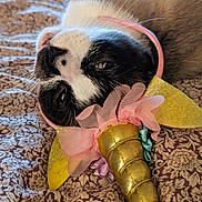 Everst is registered to the contest to win money with this photo: dog, unicorn_horn, headband, pink_ribbons, gold, floral_blanket, lying_down, close_up, pet, costume, sleepy, black_and_white, fur, whiskers, animal, cute, indoor, resting, soft_texture, decorative