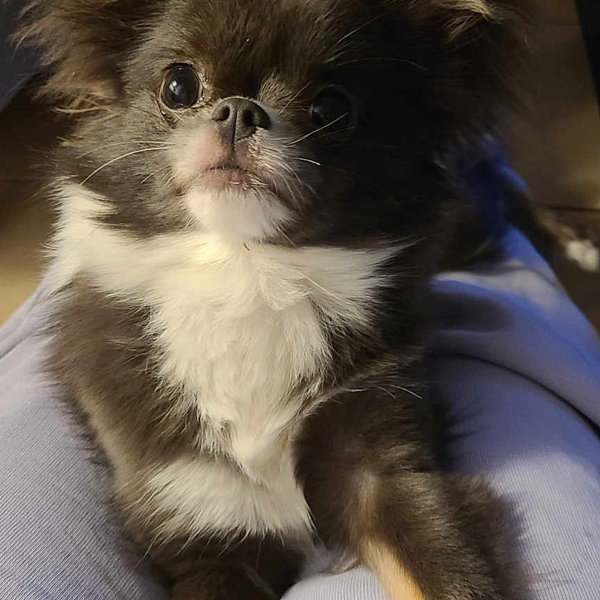 Victoire a rejoint le concours — aidez-le/la à gagner de superbes lots ! animal, black_fur, brown_fur, chihuahua, close_up, companion, curious, cute, dog, ears, fluffy, fur, human_lap, indoor, lap, legs, pet, sitting, small_dog, white_paws