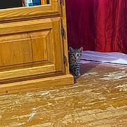 Nyla is registered to the contest to win money with this photo: kitten, cat, tabby, animal, pet, feline, peeking, standing, indoors, cabinet, wood, bookshelf, books, curtain, bedroom, floor, wooden_floor, furniture, portrait, curious