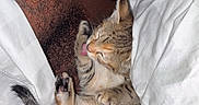 Nyla is registered to the contest to win money with this photo: cat, kitten, tabby, sleeping, cuddling, human, beard, paw, licking, upside_down, belly, fur, whiskers, tail, bed, bedding, white_sheets, indoor, close_up, cute