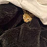 Nyla is registered to the contest to win money with this photo: kitten, cat, orange_tabby, animal, pet, sleepy, cozy, blanket, bedding, white_sheet, dark_fabric, snuggling, indoors, bedroom, cute, whiskers, fur, peeking, blanket_fort, portrait