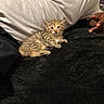 Nyla is registered to the contest to win money with this photo: kitten, cat, tabby, animal, pet, feline, striped_fur, blue_eyes, lying_down, relaxed, blanket, black_blanket, indoors, person, hand, cuddling, portrait, cute, soft_lighting, home