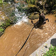 Bear is registered to the contest to win money with this photo: dog, leash, water, muddy_water, stream, waterfall, rocks, grass, sunlight, outdoor, nature, playful, pet, canine, animal, splashing, summer, daytime, greenery, riverbank