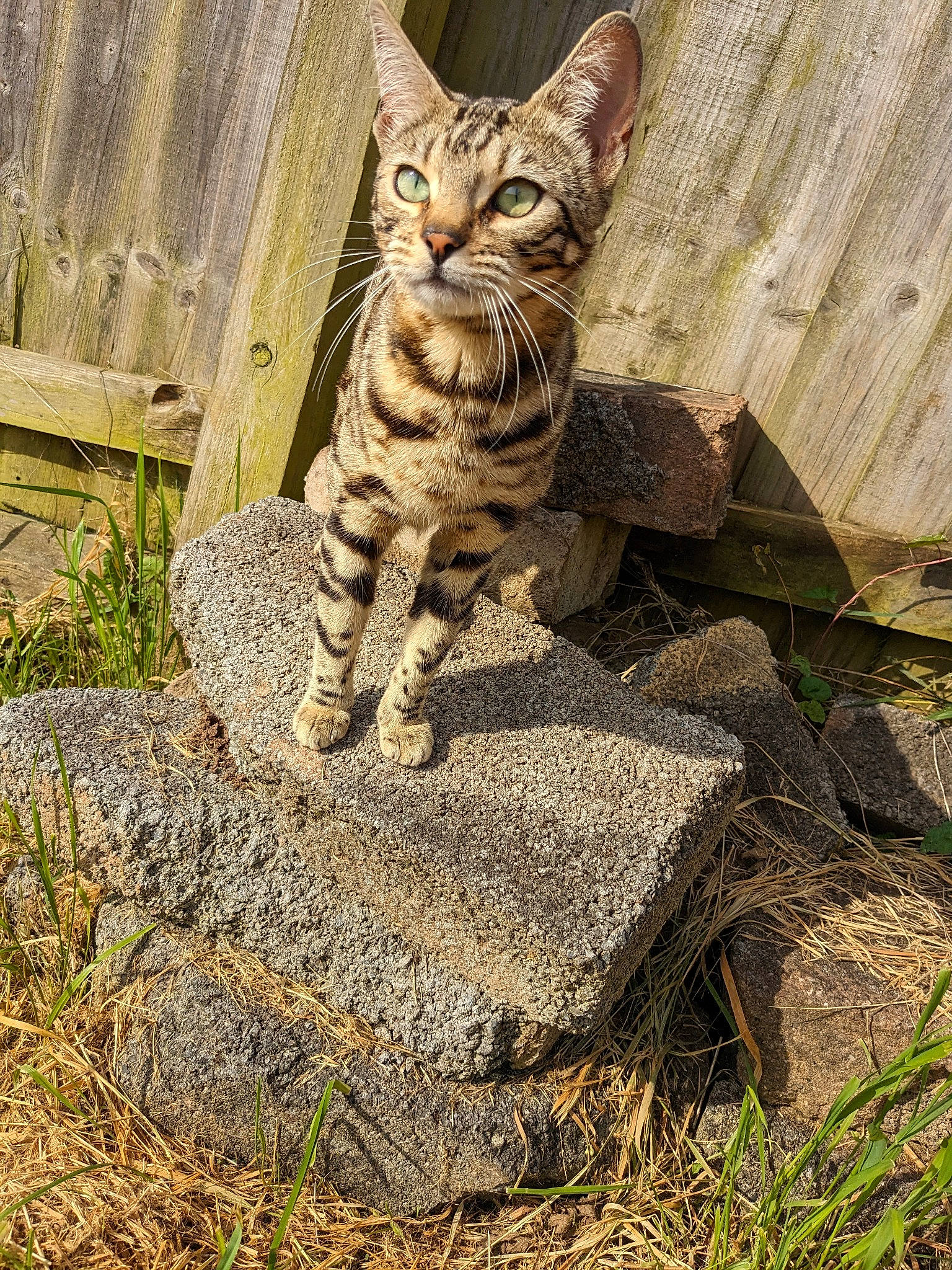 Cleo is registered to the contest to win money with this photo: bedrock, carnivore, cat, domestic_short_haired_cat, fawn, felidae, fur, grass, paw, plant, rock, sitting, small_to_medium_sized_cats, snout, soil, tail, terrestrial_animal, whiskers, wildlife, wood