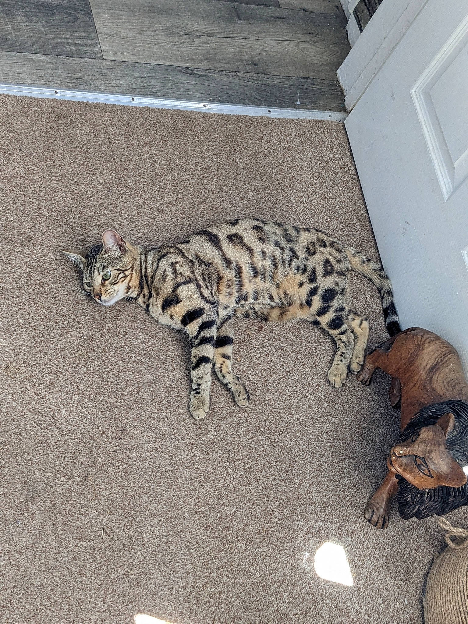 Cleo joined the competition — help win amazing prizes! asphalt, automotive_tire, carnivore, cat, domestic_short_haired_cat, door, felidae, floor, flooring, fur, grey, line, road_surface, sidewalk, small_to_medium_sized_cats, snout, tail, terrestrial_animal, whiskers, wood