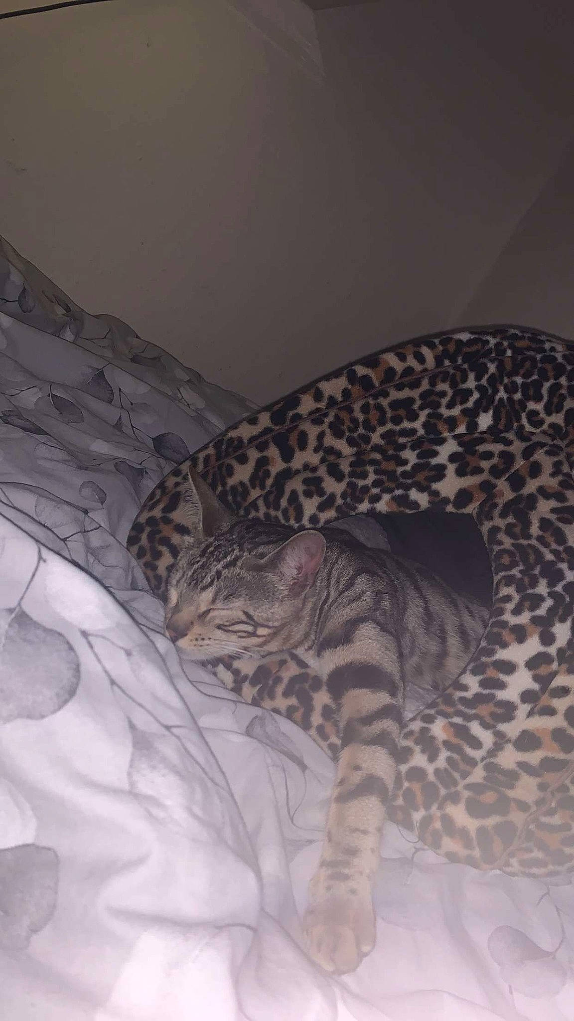 Cleo joined the competition — help win amazing prizes! bedding, big_cats, carnivore, comfort, felidae, flesh, fur, human_leg, linens, monochrome_photography, pattern, reptile, room, scaled_reptile, sleeve, small_to_medium_sized_cats, tail, terrestrial_animal, whiskers, wildlife