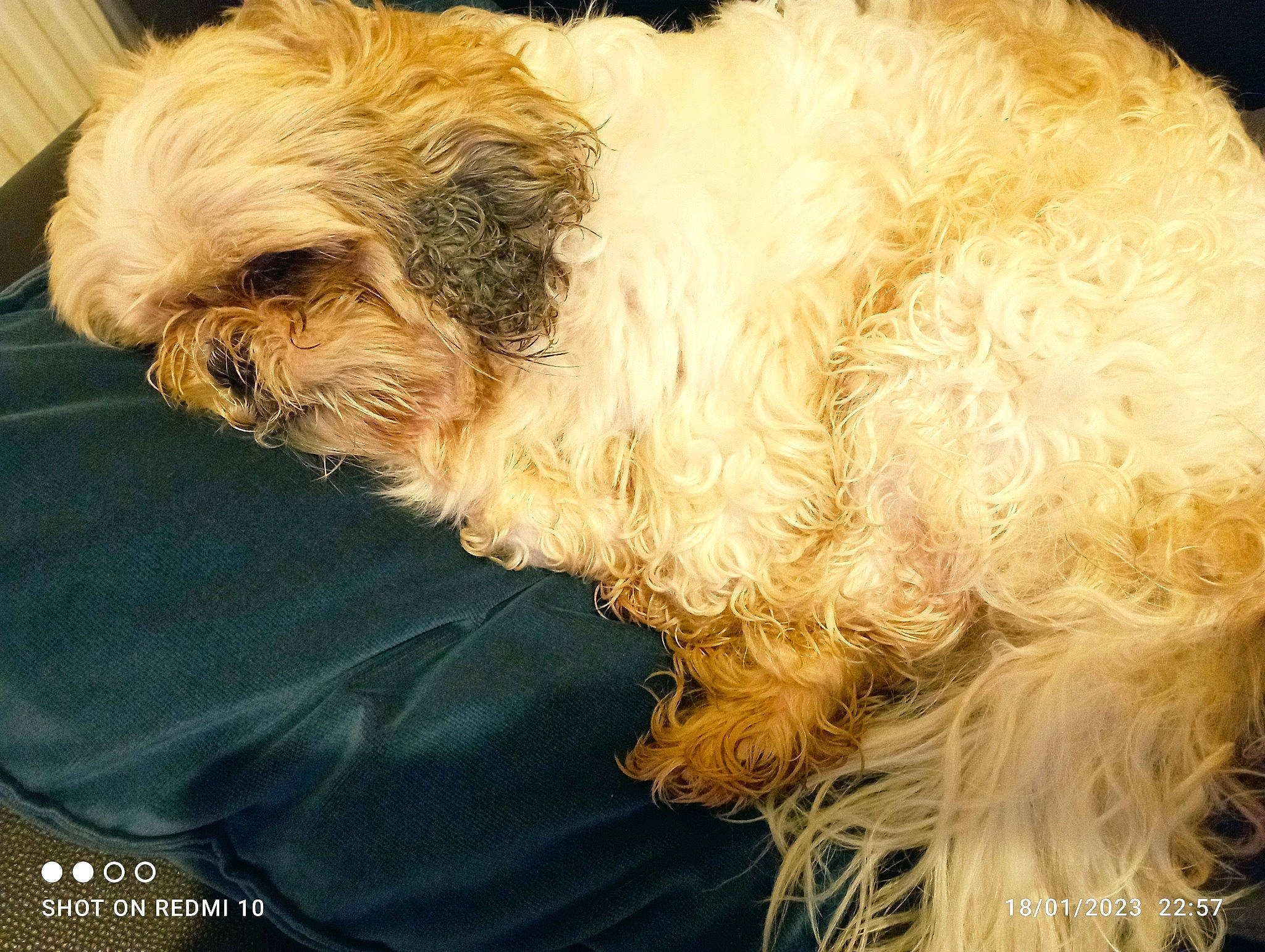 Buddy a rejoint le concours — aidez-le/la à gagner de superbes lots ! carnivore, comfort, companion_dog, dog, dog_breed, dog_clothes, fawn, fur, labradoodle, liver, poodle_crossbreed, puppy_love, shih_poo, shih_tzu, small_terrier, sporting_group, terrier, toy_dog, working_animal, yorkipoo