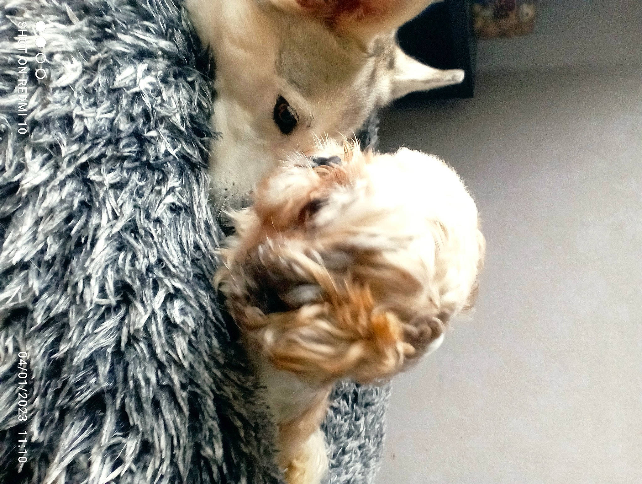 Buddy participe au concours pour gagner de l'argent avec cette photo : canidae, carnivore, collar, companion_dog, dog, dog_breed, dog_collar, fawn, felidae, fur, liver, pet_supply, small_to_medium_sized_cats, snout, sporting_group, tail, terrier, toy_dog, whiskers, working_animal