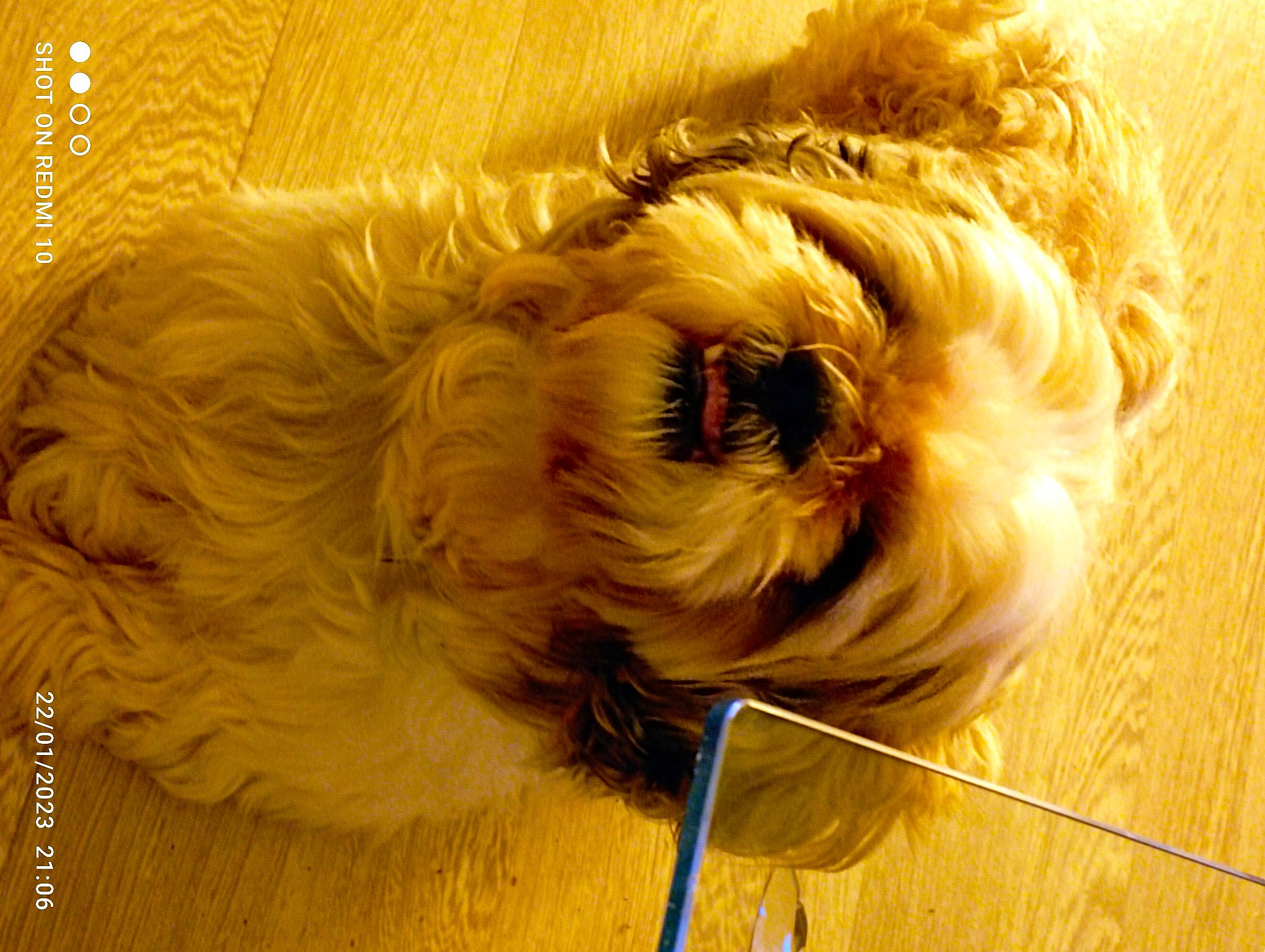 Buddy a rejoint le concours — aidez-le/la à gagner de superbes lots ! canidae, carnivore, close_up, companion_dog, dog, dog_breed, dog_collar, fawn, flooring, fur, pet_supply, small_terrier, snout, sporting_group, sunglasses, terrier, toy_dog, whiskers, wood, working_animal