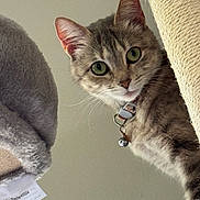 Shadow joined the competition — help win amazing prizes! cat, tabby, green_eyes, collar, bell, cat_tree, fur, whiskers, curious, pet, indoor, close_up, animal, looking, ears, face, feline, soft_texture, domestic_cat, cute