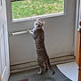 Shadow is registered to the contest to win money with this photo: cat, gray_tabby, indoor, door, screen_door, curious, standing, paws, looking_back, grass, floor_tiles, home_interior, window, pet, animal, feline, alert, domestic_cat, whiskers, tail