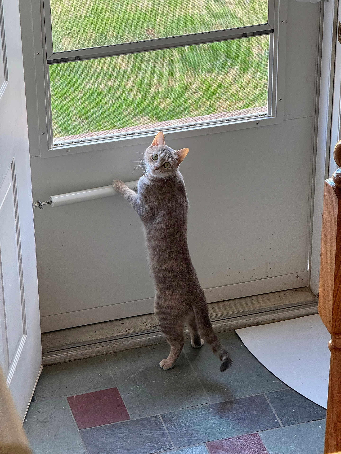 Shadow is registered to the contest to win money with this photo: cat, gray_tabby, indoor, door, screen_door, curious, standing, paws, looking_back, grass, floor_tiles, home_interior, window, pet, animal, feline, alert, domestic_cat, whiskers, tail