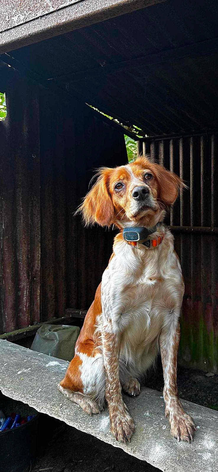 Oby a rejoint le concours — aidez-le/la à gagner de superbes lots ! canidae, carnivore, collar, companion_dog, dog, dog_breed, dog_clothes, dog_collar, dog_supply, fashion_accessory, fawn, fur, gun_dog, hat, leash, liver, snout, spaniel, sporting_group, working_animal