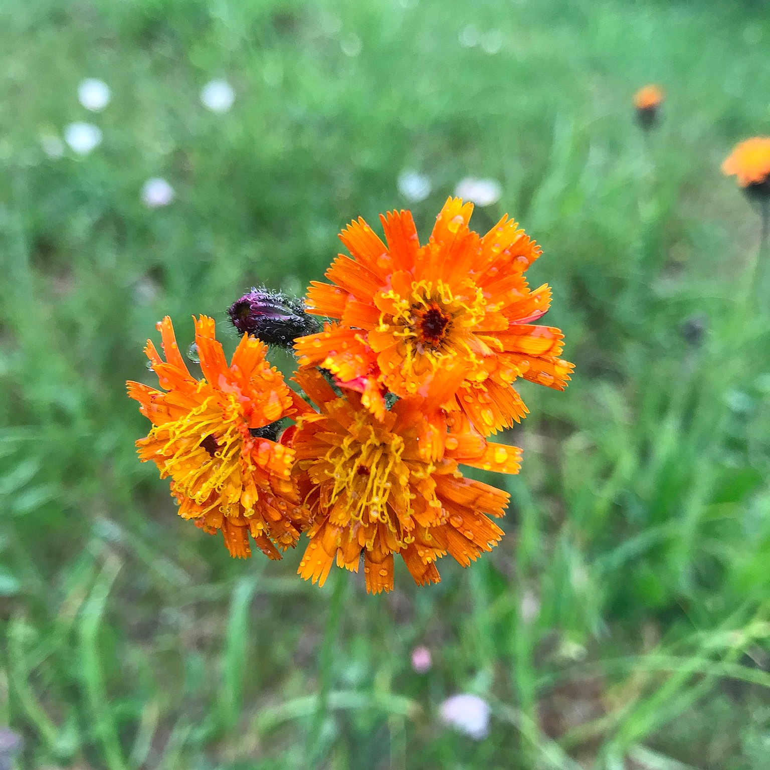 Lily joined the competition — help win amazing prizes! annual_plant, arthropod, close_up, daisy_family, flower, flowering_plant, forb, grass, herbaceous_plant, insect, landscape, macro_photography, orange, orange_hawkweed, petal, plant, pollen, pollinator, tagetes, terrestrial_plant